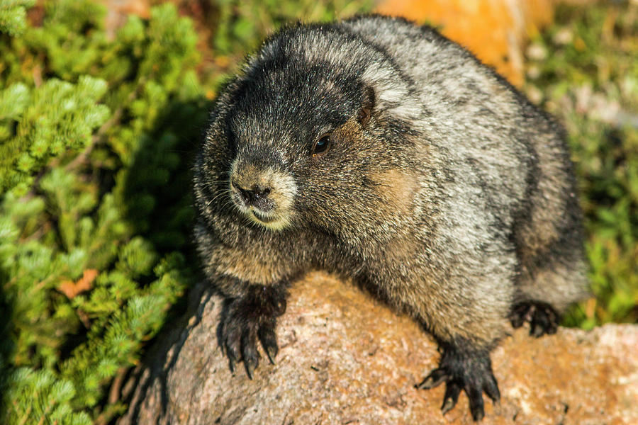 Marmot Along the Trail Photograph by Doug Scrima