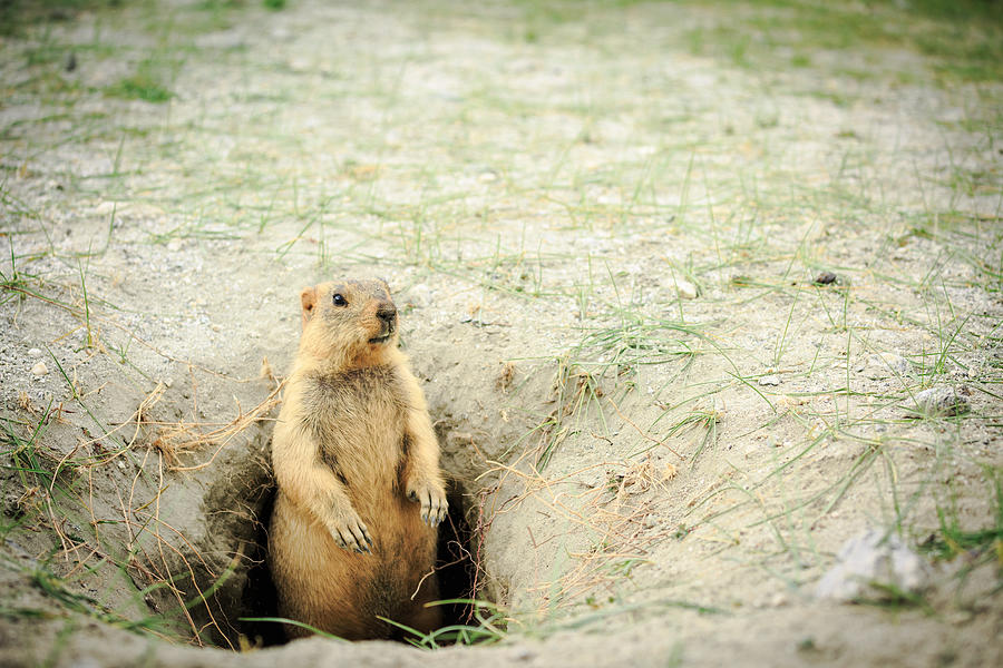 Marmot at hole home. Photograph by Somnuk Krobkum