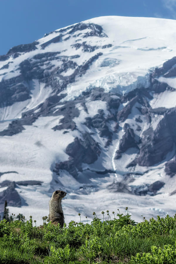 Marmot Checking Out His Neighborhood at Mount Rainier, No. 2 Photograph by Belinda Greb