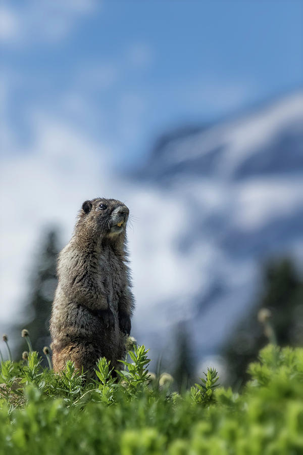 Marmot Checking Out His Neighborhood at Mount Rainier, No. 3 Photograph by Belinda Greb