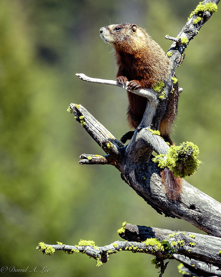 Marmot Photograph by David Lee