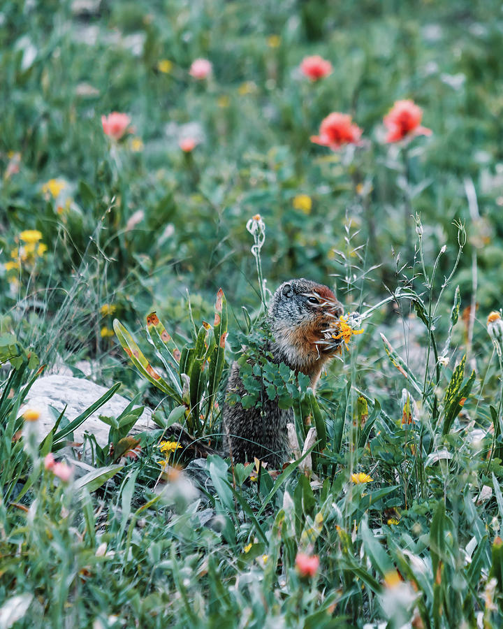 Marmot Feasting Flowers VII Photograph by Bella B Photography Fine
