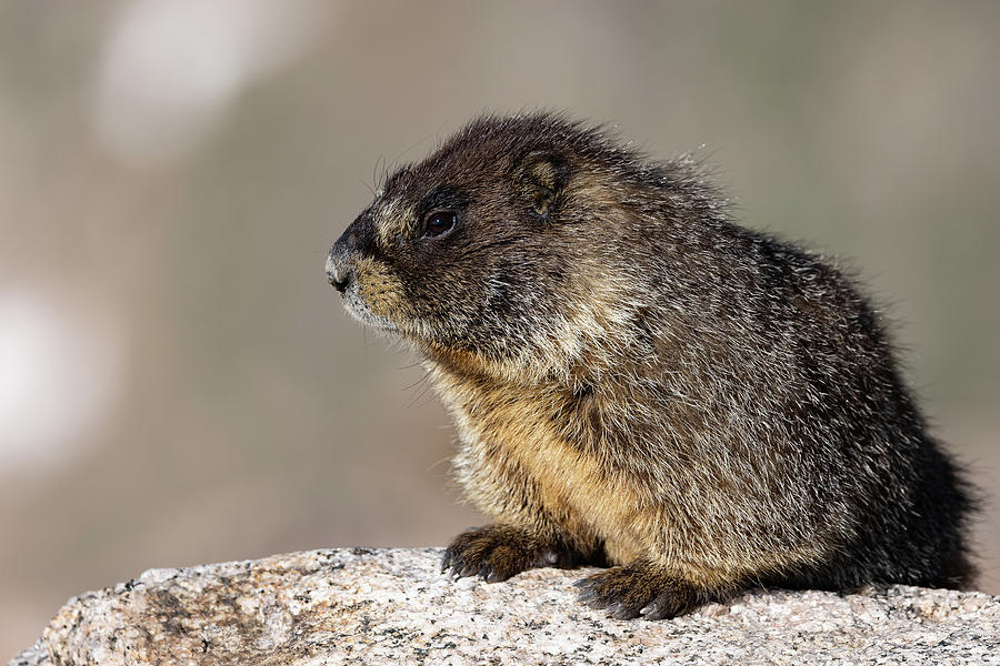 Marmot Gets a Closeup Photograph by Tony Hake | Fine Art America