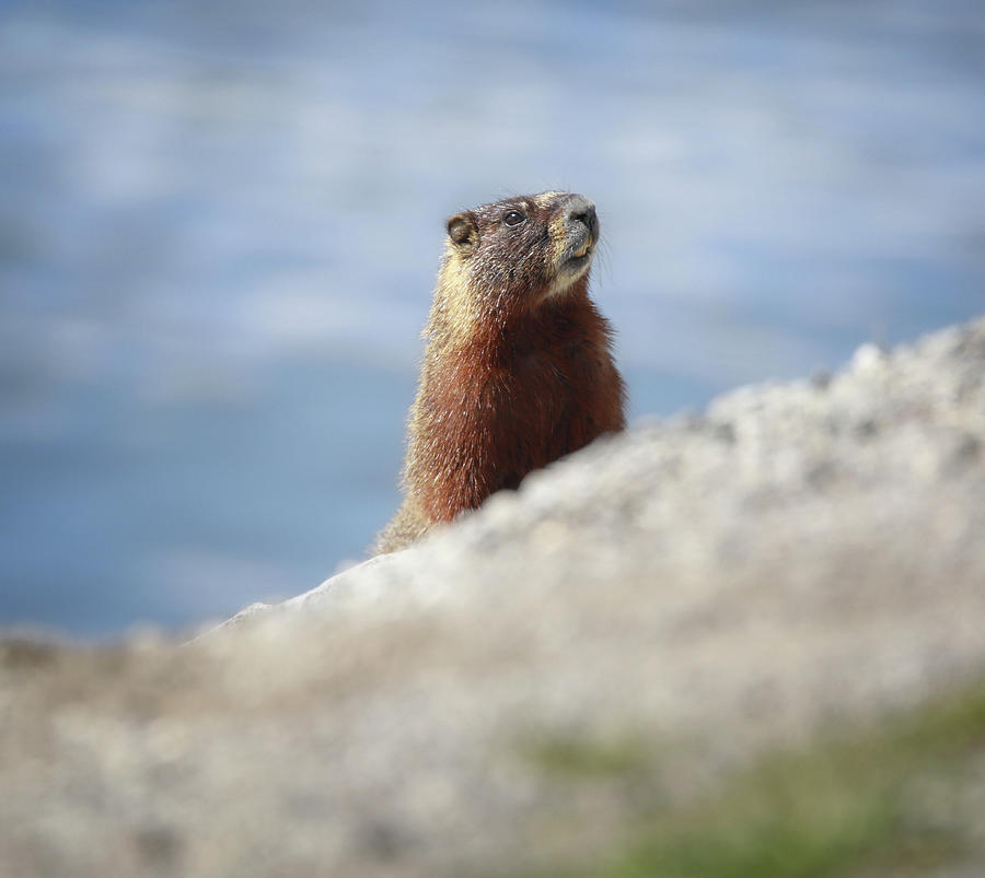 Marmot Hiding Photograph by Dan Sproul