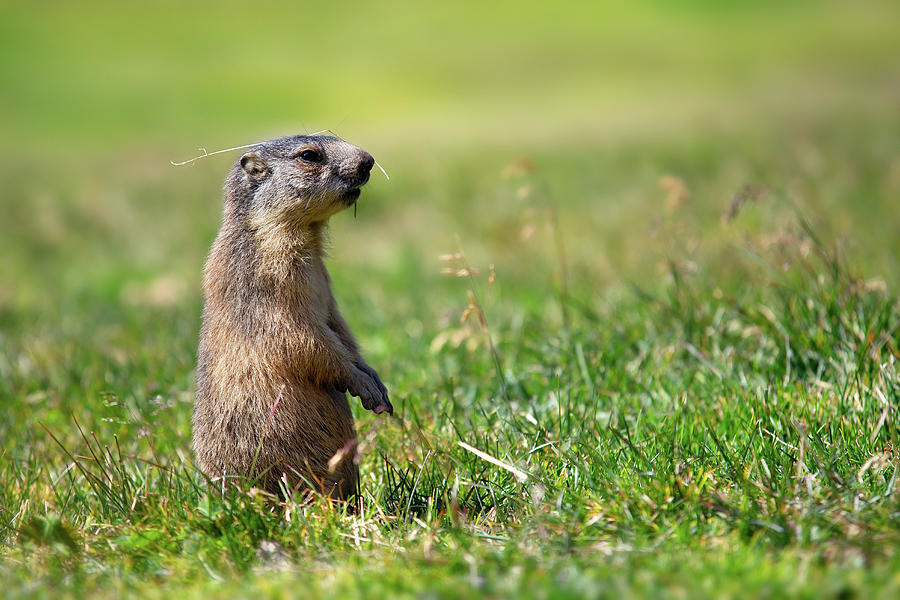 Marmot Photograph by Olivier Parent