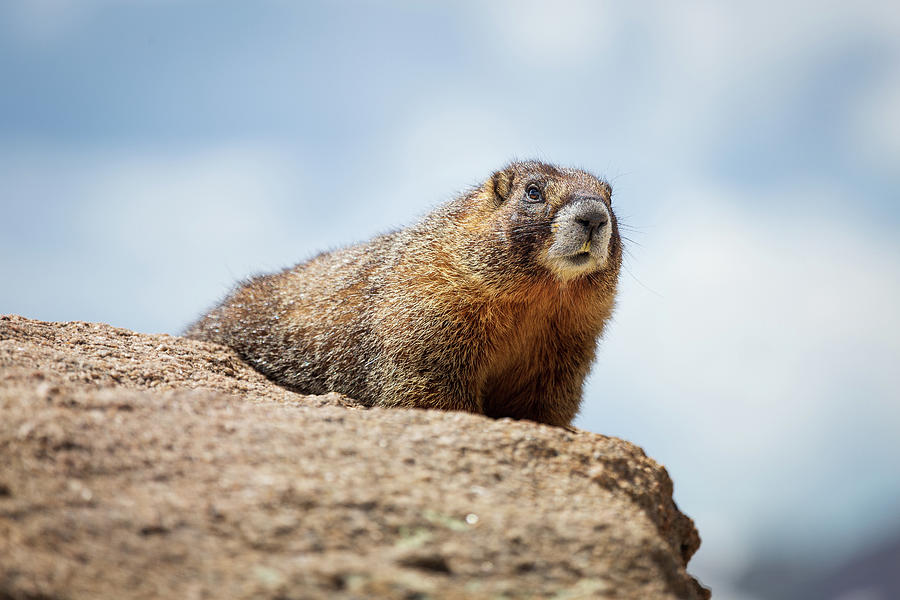 Marmot on the Mountain Photograph by Tim Stanley