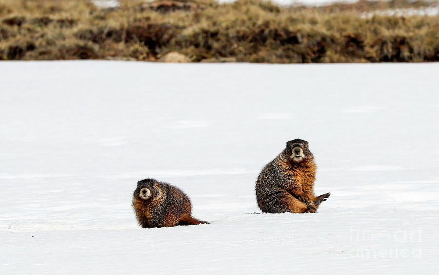 Marmot Pair Photograph by Shirley Dutchkowski