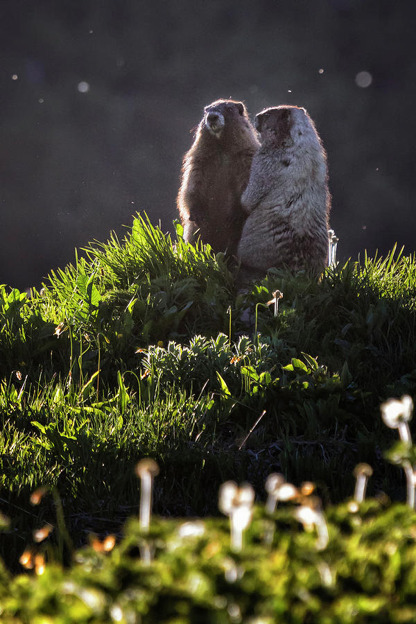 Marmot Pair Watching the Day End Photograph by Belinda Greb
