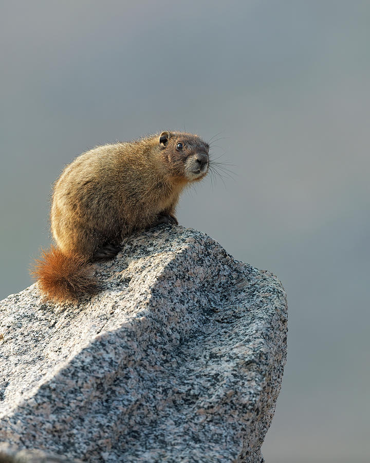 Marmot Perch Photograph by Gary Langley