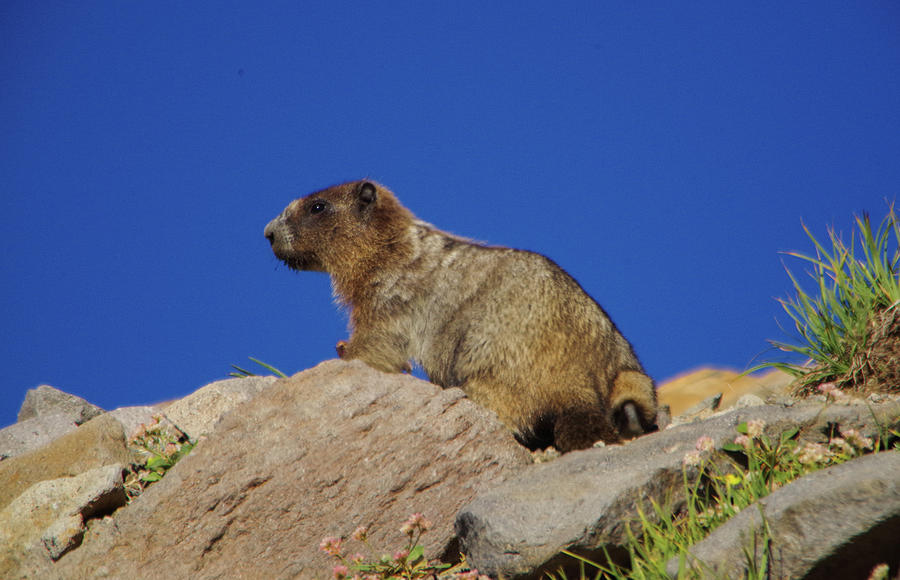 Marmot Perched On A Rock Photograph