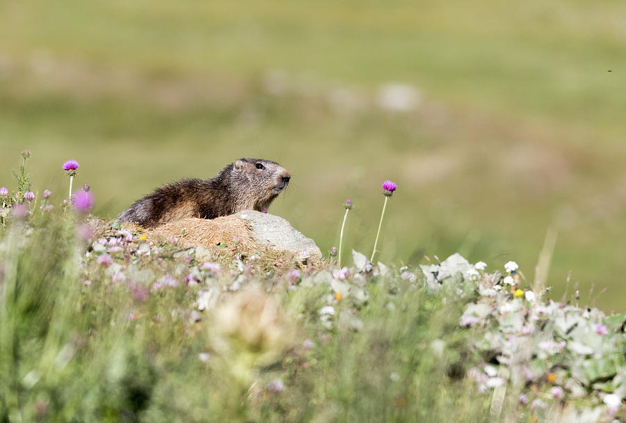 Marmot Photograph by Pietro Ebner