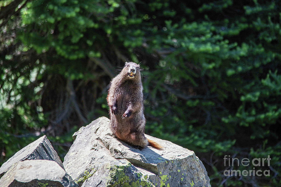 Marmot Posing With A Smile Photograph