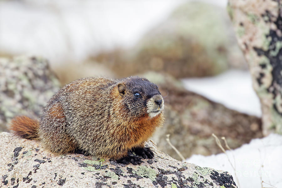 Marmot Pup near Mount Evans Photograph by Natural Focal Point ...