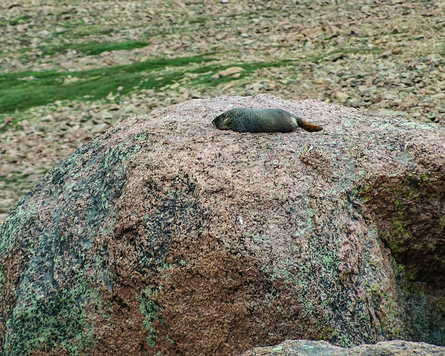 Marmot Resting On A Rock Photograph by Flees Photos