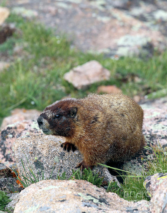 Marmot Photograph by Shirley Dutchkowski