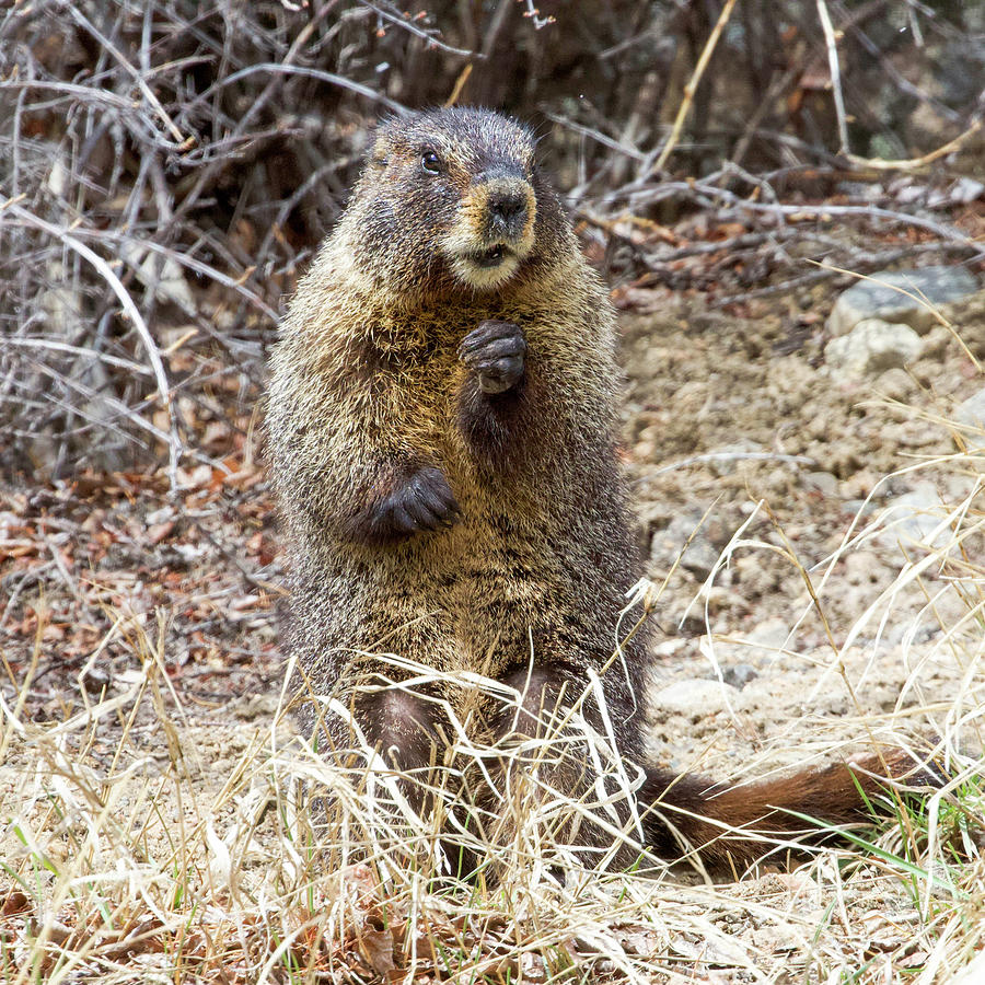 Marmot Sitting Up Photograph by Shirley Dutchkowski
