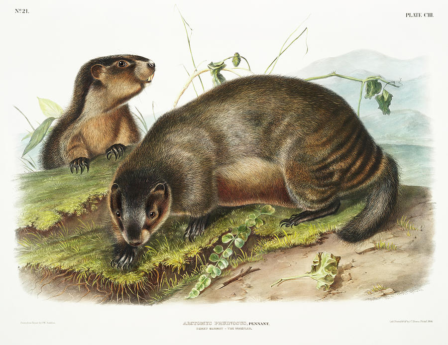 Marmots. John Woodhouse Audubon Illustration Mixed Media by World Art Collective