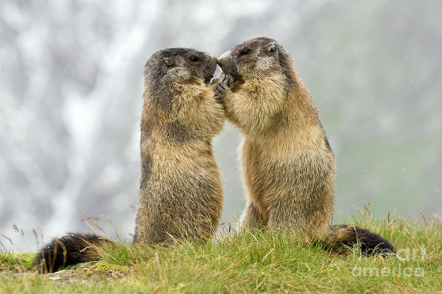 Marmots Nose to Nose Photograph by Willi Rolfes