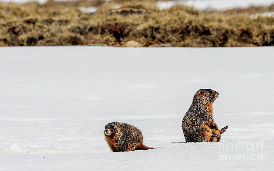 Marmots Sitting in Snow Photograph by Shirley Dutchkowski