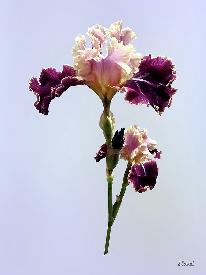 Maroon and Pink Irises Photograph by Susan Savad