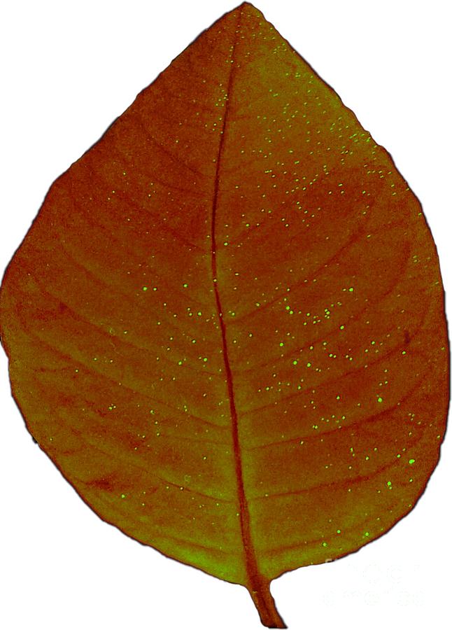 Maroon Autumn Leaf for Wall Prints Photograph by Delynn Addams