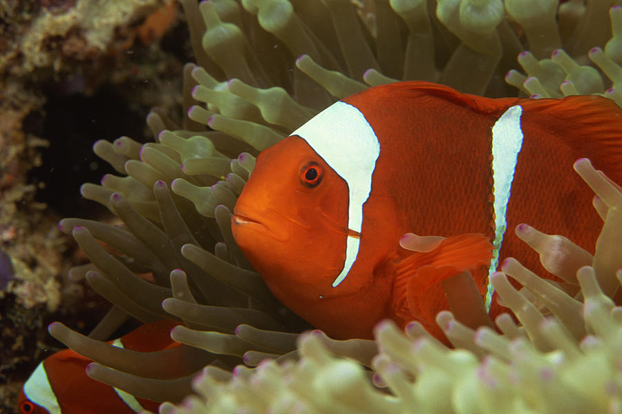 Maroon clownfish in sea anemone Photograph by Comstock