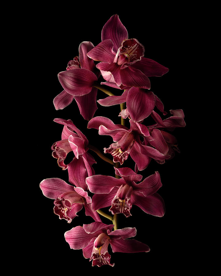 Maroon Cymbidium Orchid II Photograph by Lily Malor