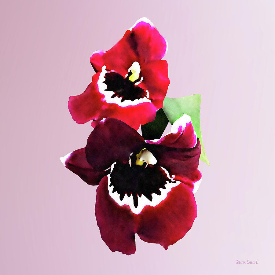 Maroon Miltonia Orchid Photograph by Susan Savad