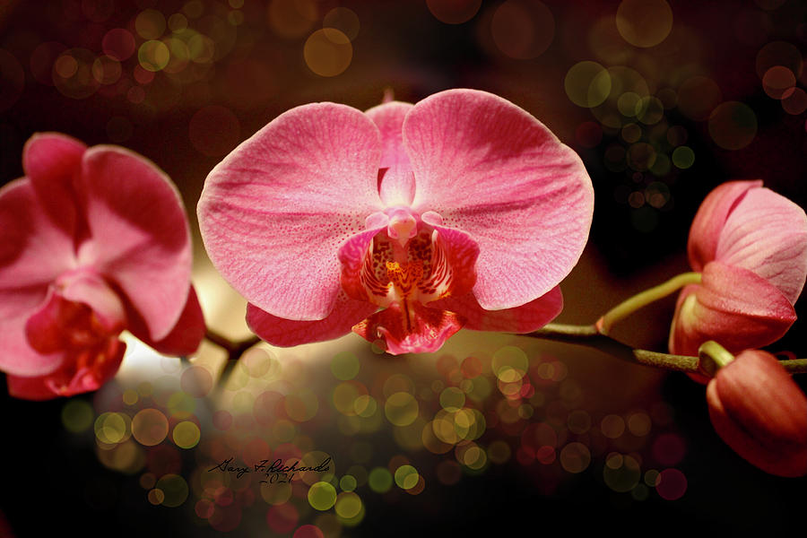 Maroon Moth Orchid Photograph