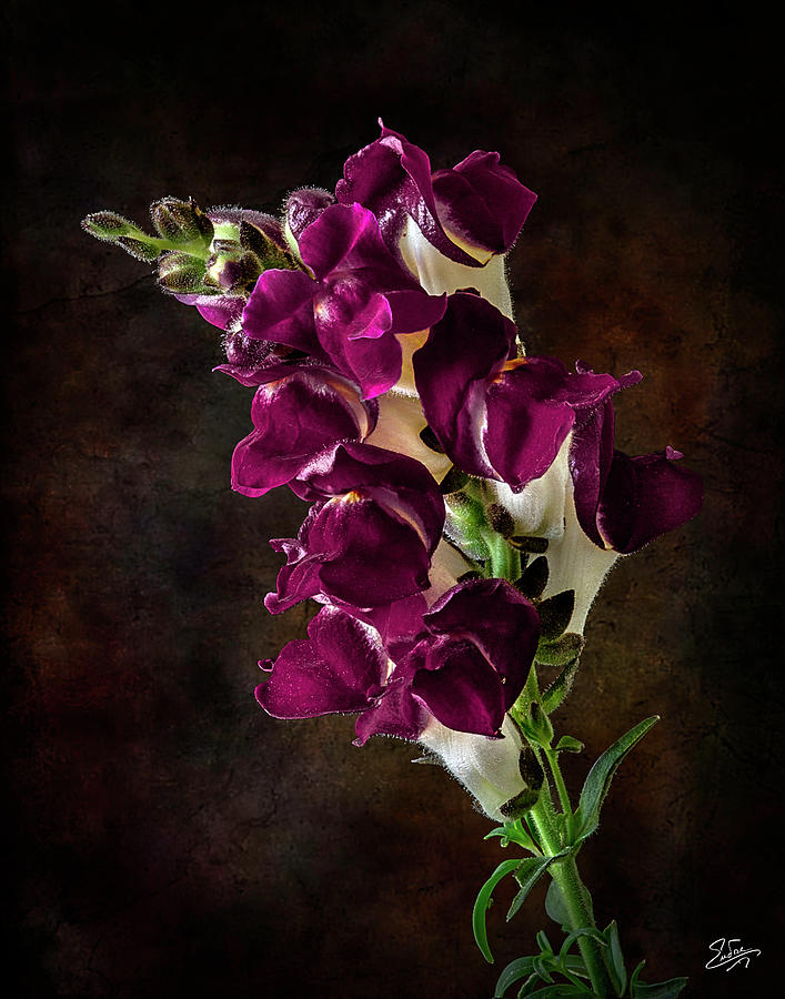 Maroon Snapdragons Photograph by Endre Balogh