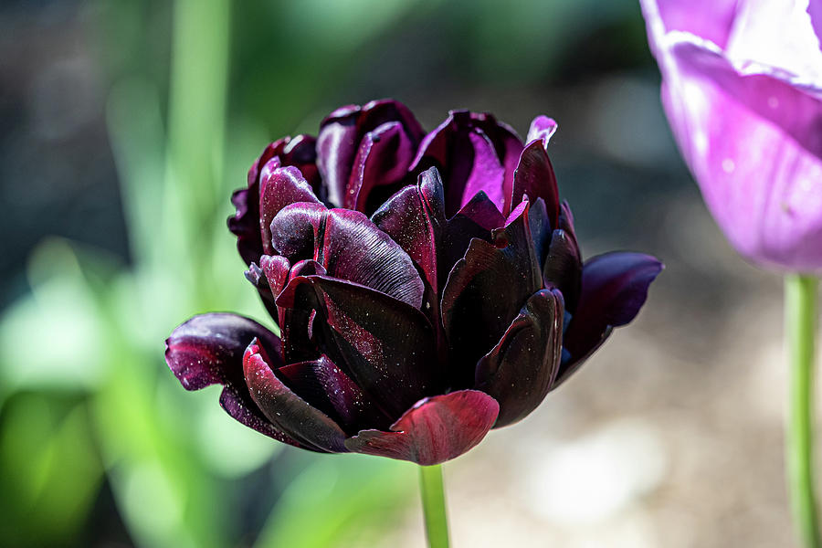 Maroon Tulip Photograph by Sharon Gucker Fine Art America