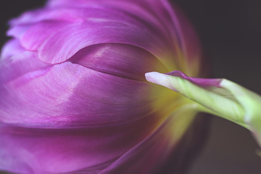 Maroon Tulips 1 Photograph by Denise Love - Fine Art America