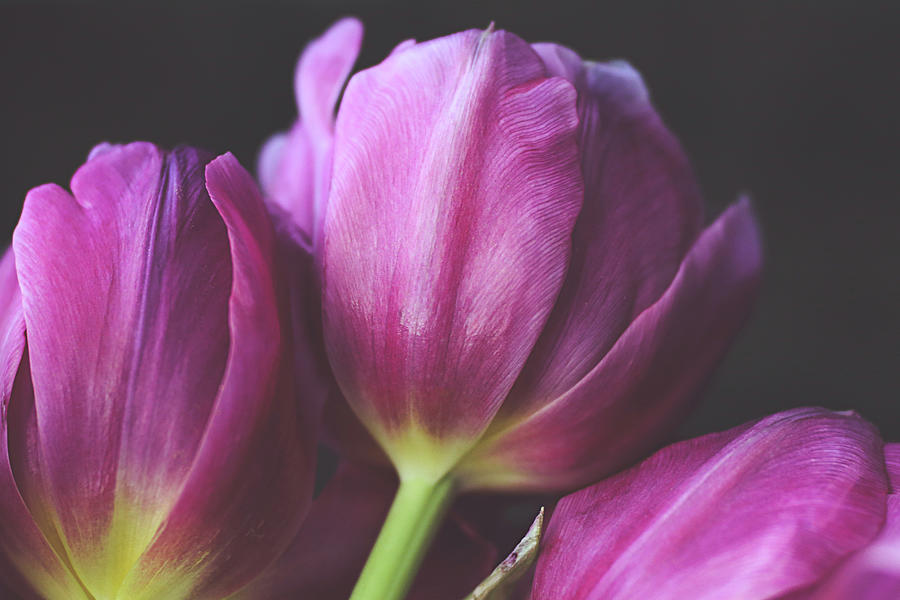 Maroon Tulips 2 Photograph by Denise Love - Fine Art America