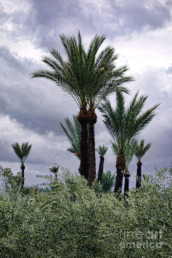 Marrakech Palm Trees Photograph by Olivier Le Queinec