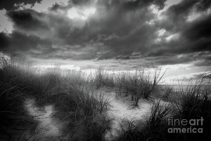 Marram Grass Growing In Sanddunes Of Papamoa Photograph By Brian 