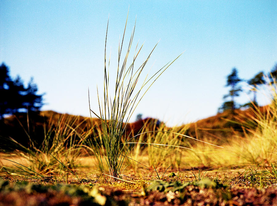 Marram grass Photograph by Rudy Umans