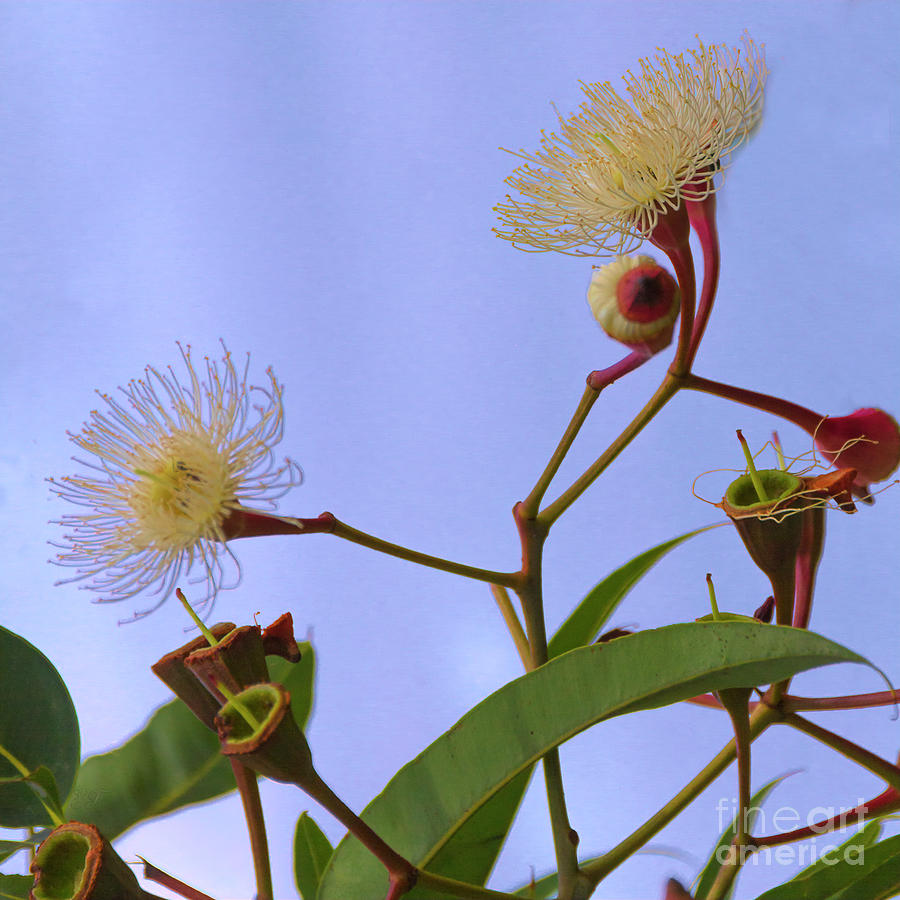  Marri Tree - Corymbia Calophylla Photograph by Elaine Teague