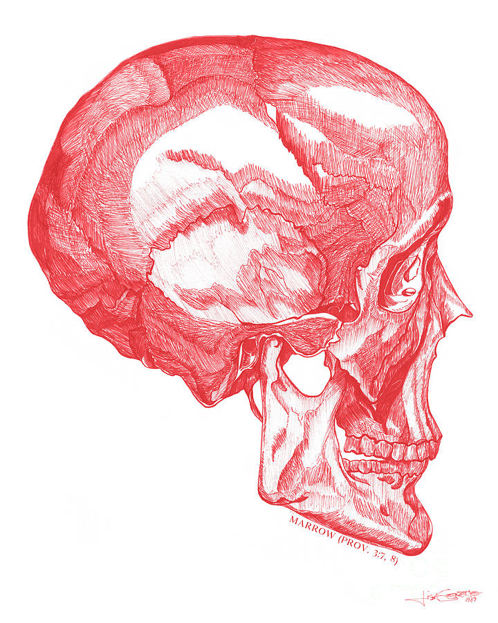 Marrow-Red Skull Drawing by Lisa Senette