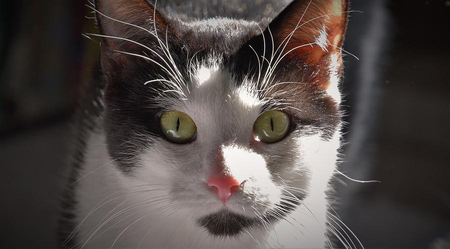 - Mars - Tuxedo cat Photograph by THERESA Nye