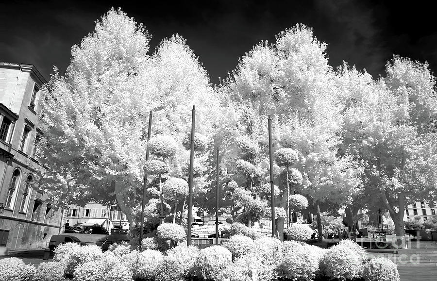Marseille Nature Infrared Photograph by John Rizzuto