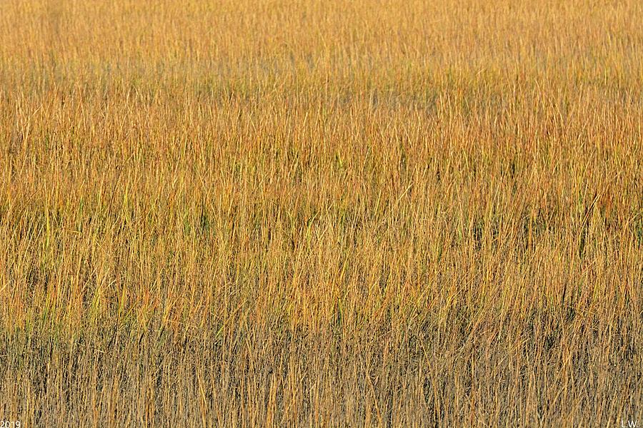 Marsh Abstract Photograph by Lisa Wooten