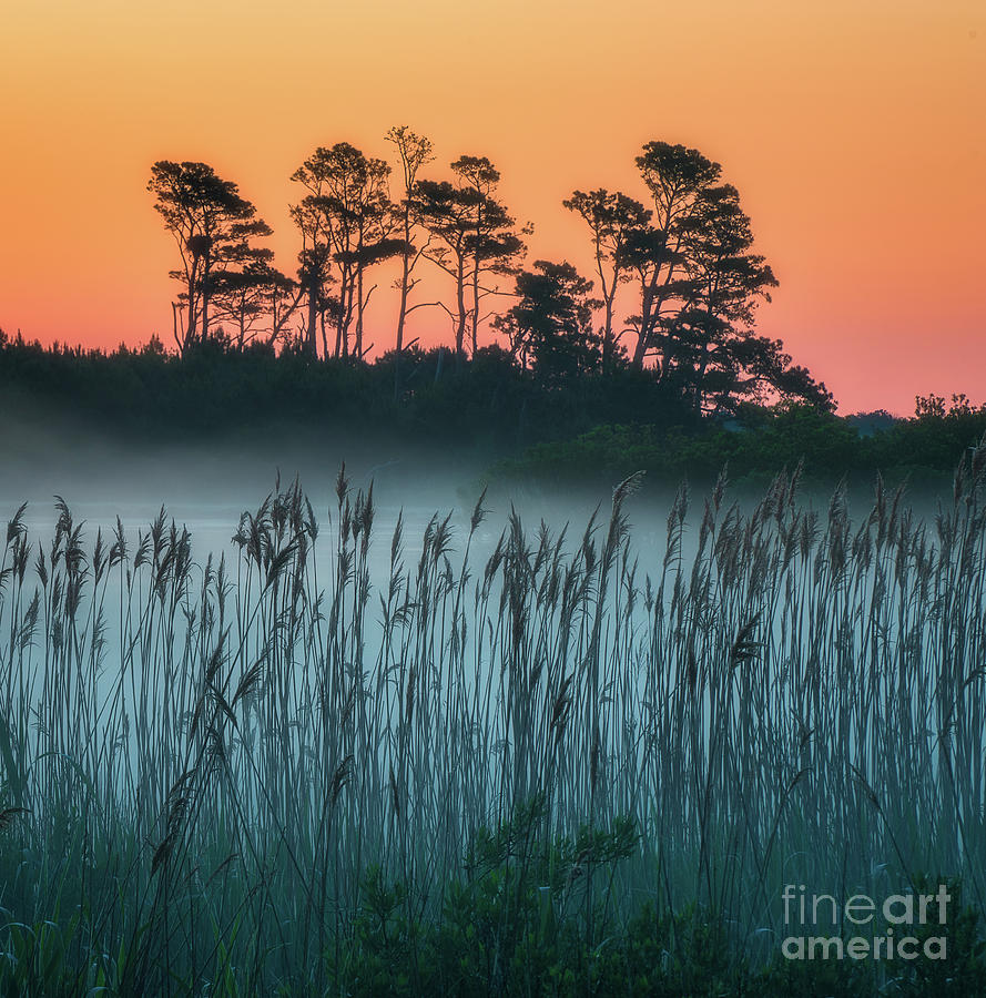 Marsh at sunrise Photograph by Izet Kapetanovic