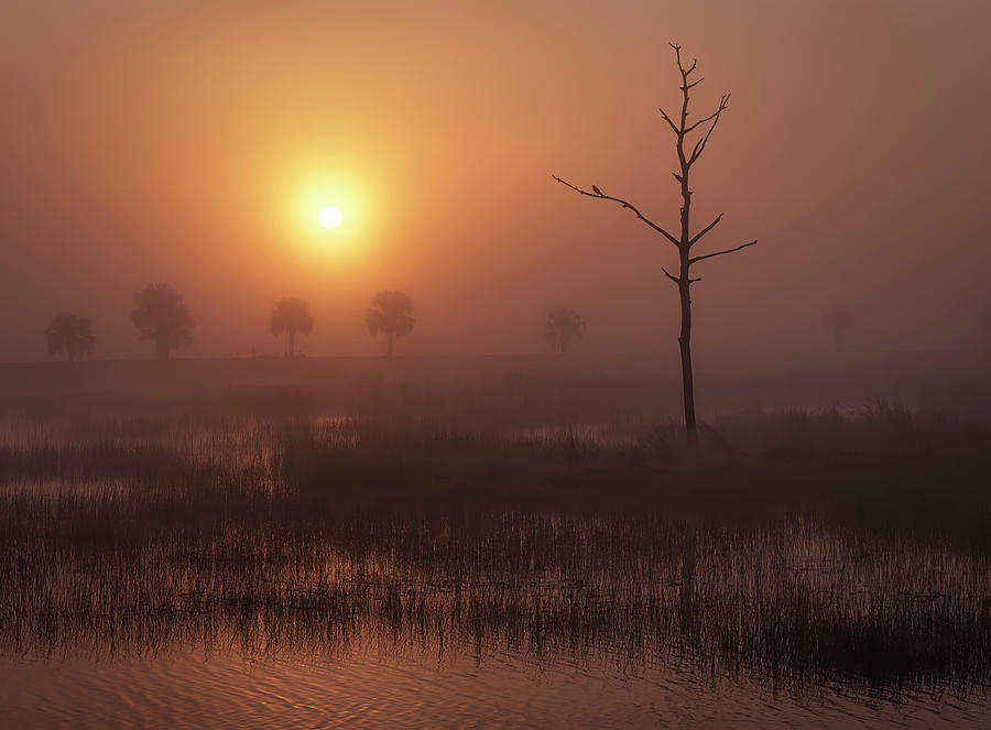 Marsh Bird at Sunrise Photograph by Bill Chambers