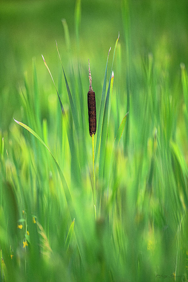 Marsh Cattail Photograph by Marty Saccone