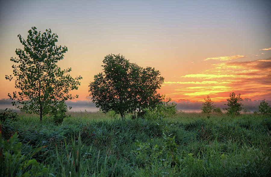 Marsh Cottonwood Sunrise Photograph by Bonfire Photography