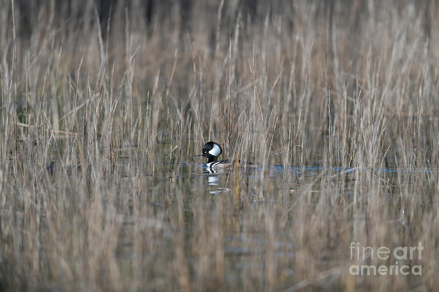 Marsh Duck - Hooded Merganser - Winter Marsh Photograph