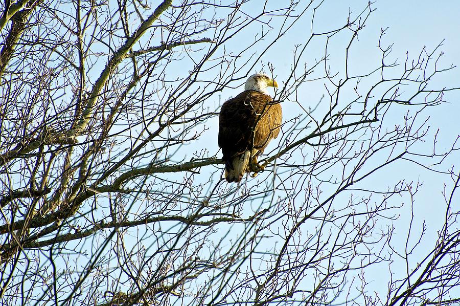 Eagle Overlooking Marsh Photograph