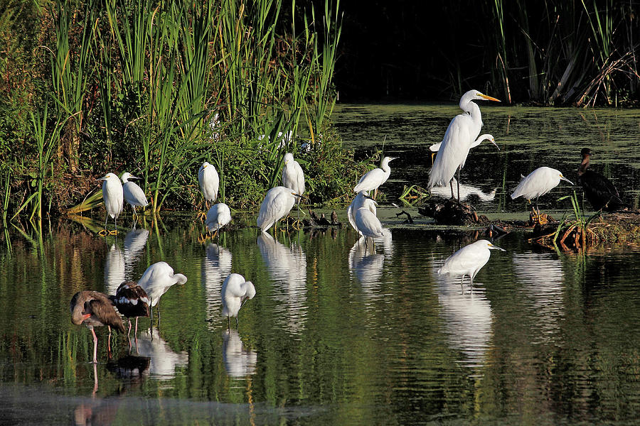 Marsh Egrets And Friends Photograph by HH Photography of Florida