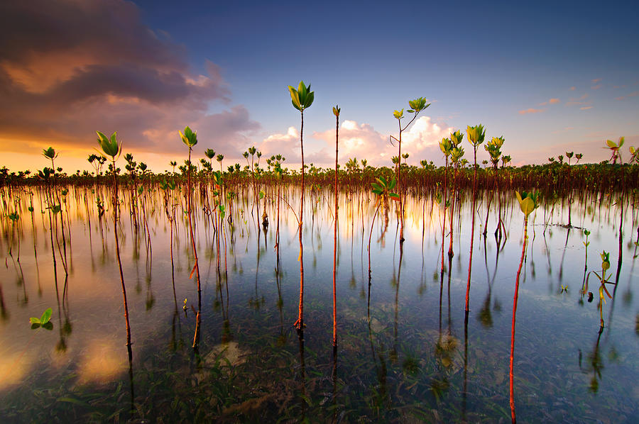 Marsh flora at dusk, Cebu City, Central Visayas, Philippines Photograph by Chuck Cerrillo