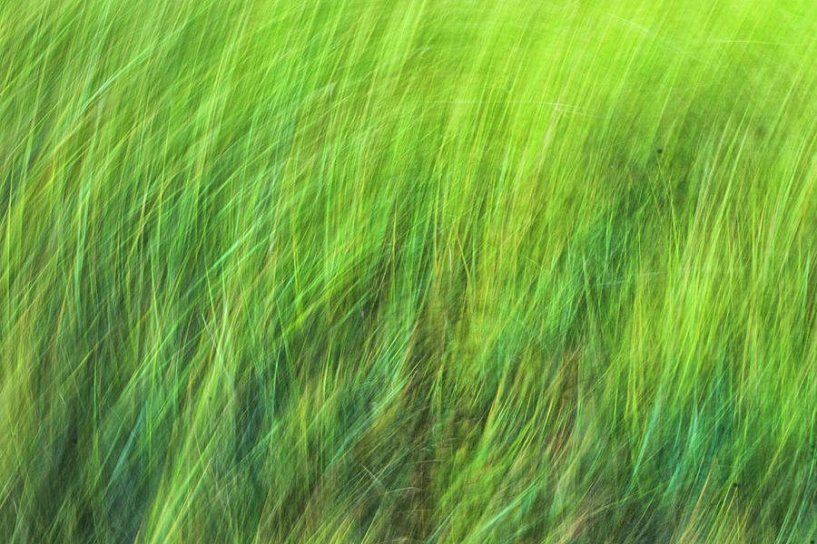 Marsh Grass Abstract Photograph by Bob Decker